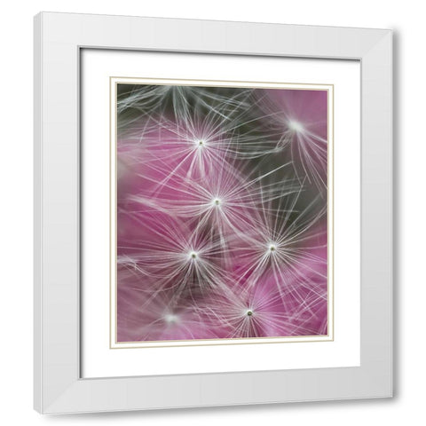 Dandelion seeds with feathery tentacles White Modern Wood Framed Art Print with Double Matting by Rotenberg, Nancy