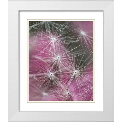 Dandelion seeds with feathery tentacles White Modern Wood Framed Art Print with Double Matting by Rotenberg, Nancy