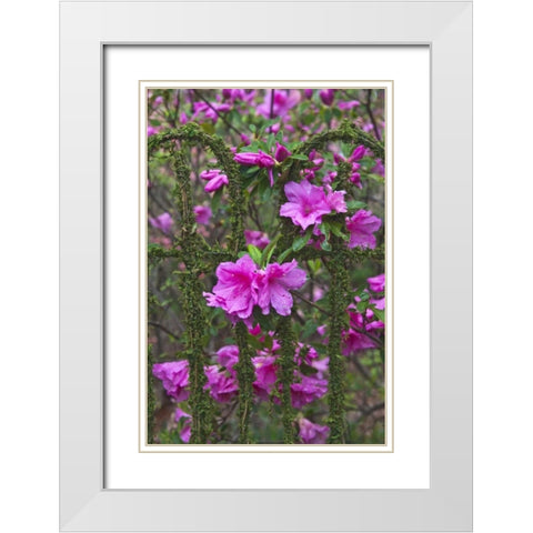 Georgia Azaleas on a garden fence White Modern Wood Framed Art Print with Double Matting by Rotenberg, Nancy