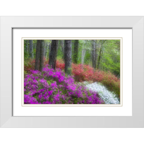 GA, Impressionistic trees and flowering bushes White Modern Wood Framed Art Print with Double Matting by Rotenberg, Nancy