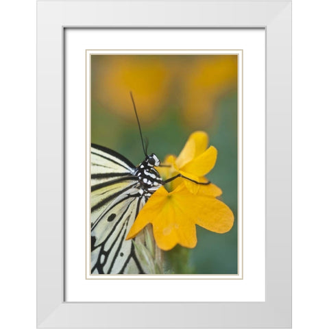 GA Paper kite butterfly on flower White Modern Wood Framed Art Print with Double Matting by Rotenberg, Nancy