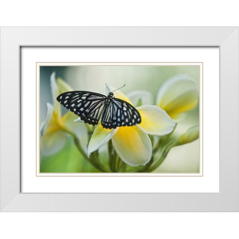 GA, Blue glassy tiger butterfly on flower White Modern Wood Framed Art Print with Double Matting by Rotenberg, Nancy