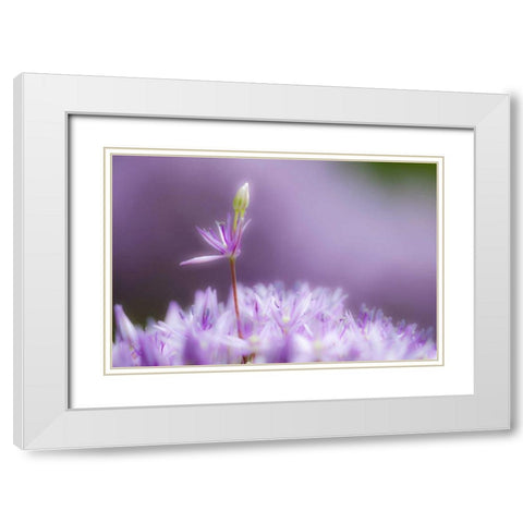 USA, Pennsylvania Close-up of alium flowers White Modern Wood Framed Art Print with Double Matting by Rotenberg, Nancy