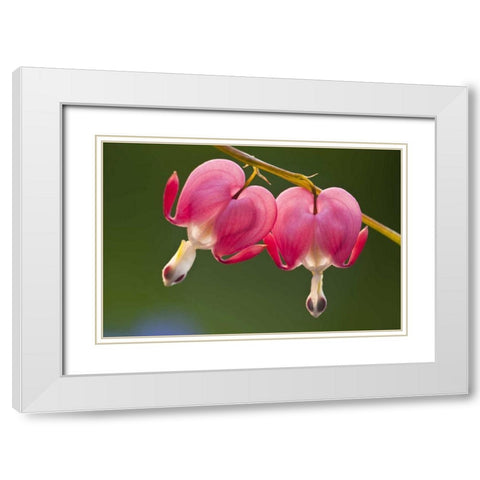 Pennsylvania Two bleeding heart flowers White Modern Wood Framed Art Print with Double Matting by Rotenberg, Nancy
