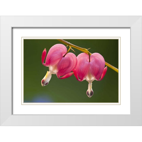 Pennsylvania Two bleeding heart flowers White Modern Wood Framed Art Print with Double Matting by Rotenberg, Nancy