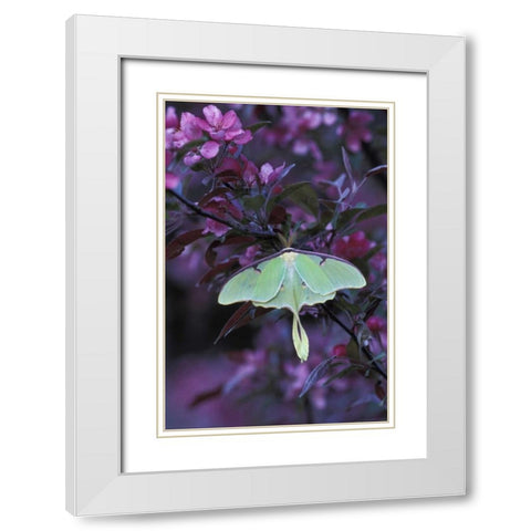 USA, Pennsylvania Luna moth on crabapple tree White Modern Wood Framed Art Print with Double Matting by Rotenberg, Nancy