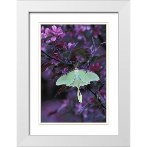 USA, Pennsylvania Luna moth on crabapple tree White Modern Wood Framed Art Print with Double Matting by Rotenberg, Nancy