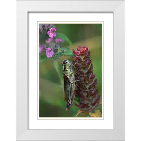 Pennsylvania Close-up of grasshopper on plant White Modern Wood Framed Art Print with Double Matting by Rotenberg, Nancy
