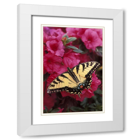 Pennsylvania Swallowtail butterfly on azalea White Modern Wood Framed Art Print with Double Matting by Rotenberg, Nancy