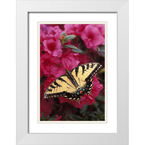 Pennsylvania Swallowtail butterfly on azalea White Modern Wood Framed Art Print with Double Matting by Rotenberg, Nancy