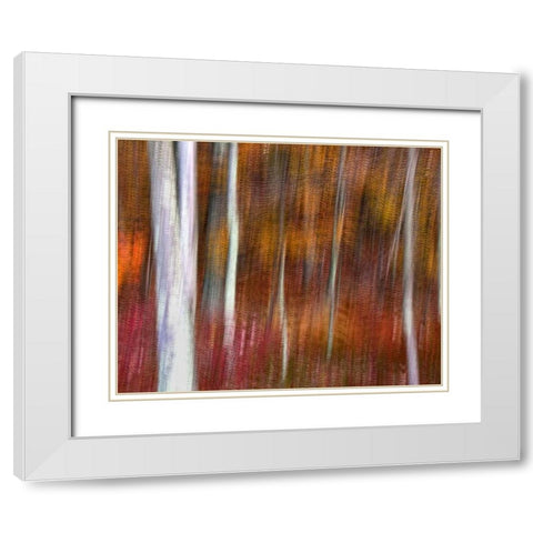 PA, Delaware Water Gap NRA Abstract of trees White Modern Wood Framed Art Print with Double Matting by OBrien, Jay