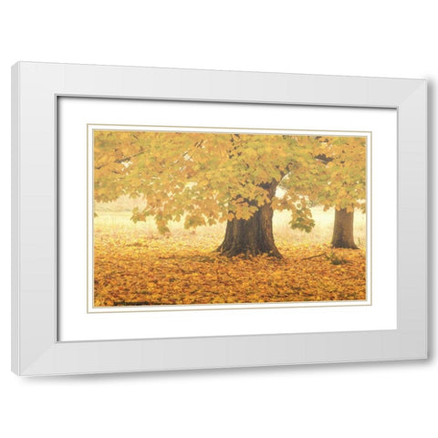 PA, Valley Forge NP Sunrise on trees in Autumn White Modern Wood Framed Art Print with Double Matting by OBrien, Jay