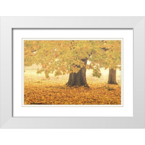 PA, Valley Forge NP Sunrise on trees in Autumn White Modern Wood Framed Art Print with Double Matting by OBrien, Jay