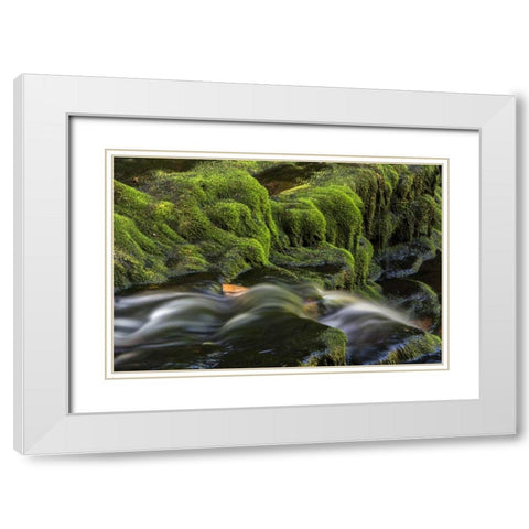 Pennsylvania, Ricketts Glen SP Flowing stream White Modern Wood Framed Art Print with Double Matting by OBrien, Jay