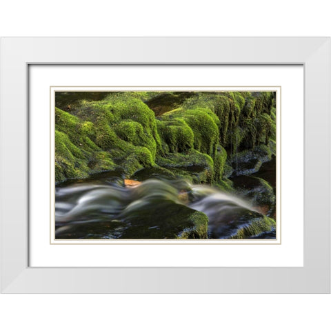 Pennsylvania, Ricketts Glen SP Flowing stream White Modern Wood Framed Art Print with Double Matting by OBrien, Jay