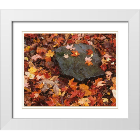 Pennsylvania Forest floor in Worlds End SP White Modern Wood Framed Art Print with Double Matting by Flaherty, Dennis