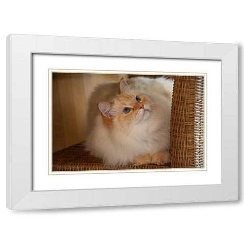 USA, Pennsylvania, Erie Humane Society cat White Modern Wood Framed Art Print with Double Matting by Anon, Ellen