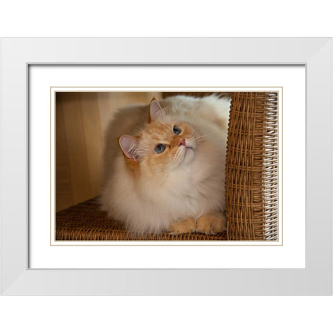 USA, Pennsylvania, Erie Humane Society cat White Modern Wood Framed Art Print with Double Matting by Anon, Ellen