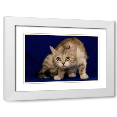 USA, Pennsylvania, Erie Shy Humane Society cat White Modern Wood Framed Art Print with Double Matting by Anon, Ellen