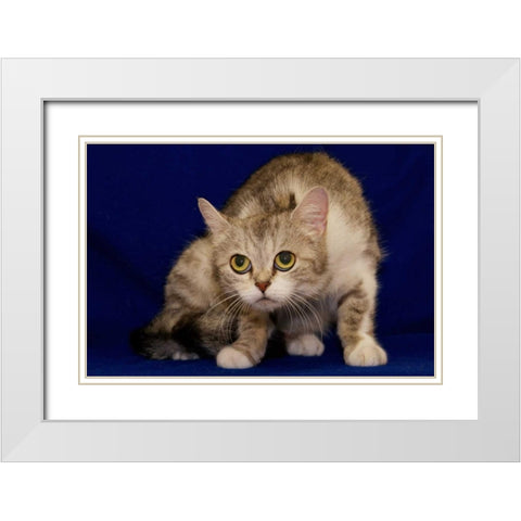 USA, Pennsylvania, Erie Shy Humane Society cat White Modern Wood Framed Art Print with Double Matting by Anon, Ellen