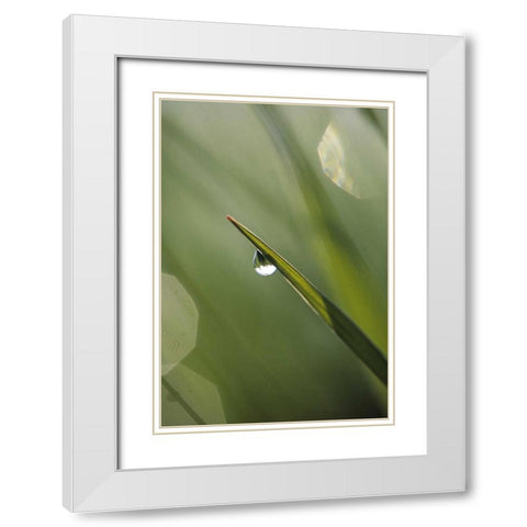 USA, Pennsylvania Dewdrop on leaf White Modern Wood Framed Art Print with Double Matting by Rotenberg, Nancy
