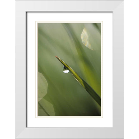 USA, Pennsylvania Dewdrop on leaf White Modern Wood Framed Art Print with Double Matting by Rotenberg, Nancy
