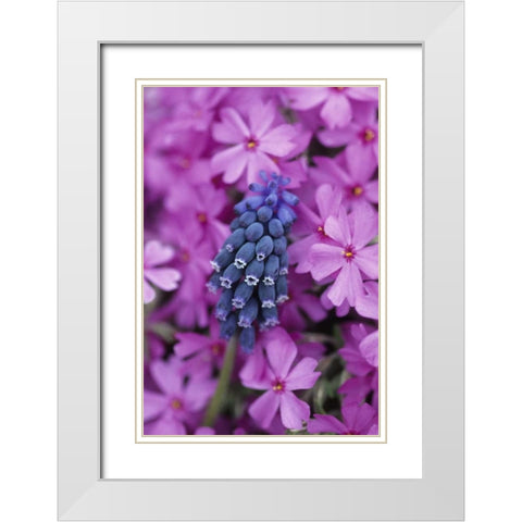 PA, Grape hyacinth and phlox flowers in garden White Modern Wood Framed Art Print with Double Matting by Rotenberg, Nancy