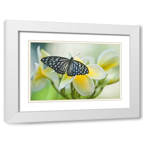 Pennsylvania Swallowtail butterfly on flower White Modern Wood Framed Art Print with Double Matting by Rotenberg, Nancy