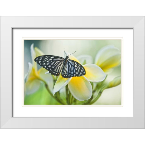 Pennsylvania Swallowtail butterfly on flower White Modern Wood Framed Art Print with Double Matting by Rotenberg, Nancy