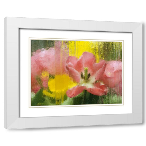 PA, Abstract tulip impression through glass White Modern Wood Framed Art Print with Double Matting by Rotenberg, Nancy