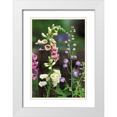 Pennsylvania Foxglove and delphinium on fence White Modern Wood Framed Art Print with Double Matting by Rotenberg, Nancy