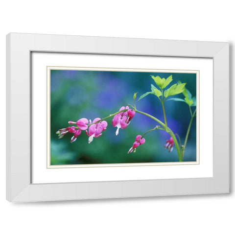 Pennsylvania Bleeding heart flowers in garden White Modern Wood Framed Art Print with Double Matting by Rotenberg, Nancy