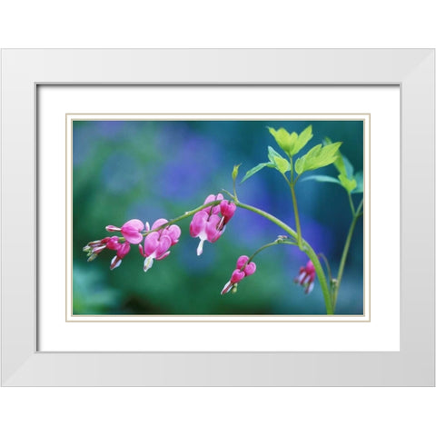 Pennsylvania Bleeding heart flowers in garden White Modern Wood Framed Art Print with Double Matting by Rotenberg, Nancy