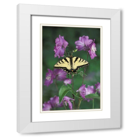 Pennsylvania Tiger swallowtail on flower White Modern Wood Framed Art Print with Double Matting by Rotenberg, Nancy