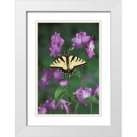Pennsylvania Tiger swallowtail on flower White Modern Wood Framed Art Print with Double Matting by Rotenberg, Nancy