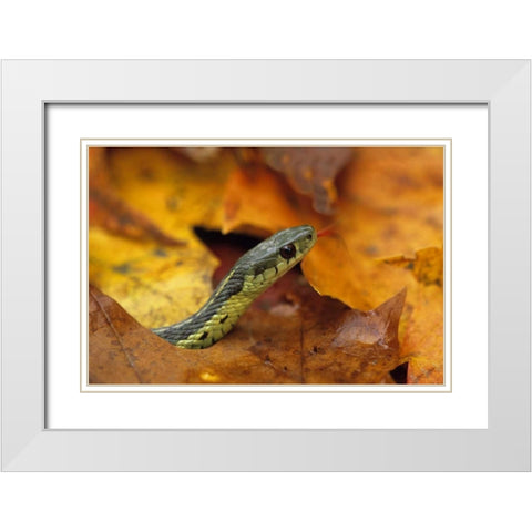 Pennsylvania Garter snake in autumn White Modern Wood Framed Art Print with Double Matting by Rotenberg, Nancy
