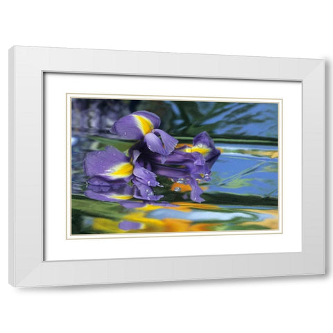 Pennsylvania Iris on mylar reflective surface White Modern Wood Framed Art Print with Double Matting by Rotenberg, Nancy