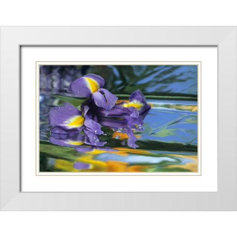 Pennsylvania Iris on mylar reflective surface White Modern Wood Framed Art Print with Double Matting by Rotenberg, Nancy