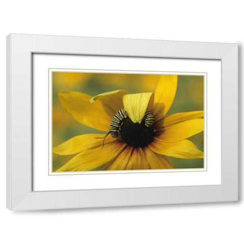 USA, Pennsylvania Monarch caterpillar on daisy White Modern Wood Framed Art Print with Double Matting by Rotenberg, Nancy
