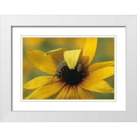 USA, Pennsylvania Monarch caterpillar on daisy White Modern Wood Framed Art Print with Double Matting by Rotenberg, Nancy