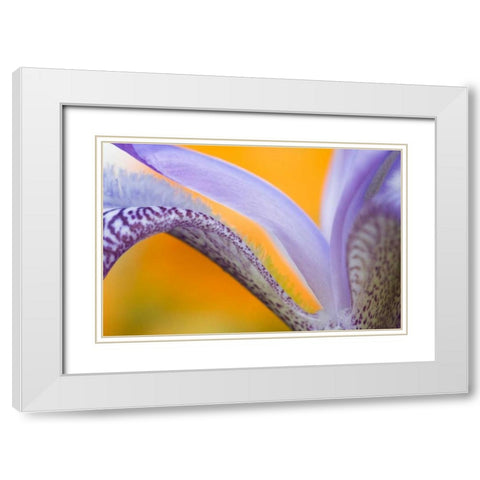 USA, Pennsylvania Detail of iris flower pattern White Modern Wood Framed Art Print with Double Matting by Rotenberg, Nancy