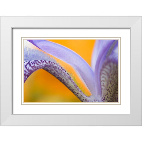 USA, Pennsylvania Detail of iris flower pattern White Modern Wood Framed Art Print with Double Matting by Rotenberg, Nancy