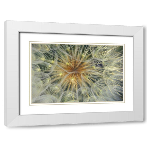 USA, Pennsylvania Dandelion seedhead close-up White Modern Wood Framed Art Print with Double Matting by Rotenberg, Nancy