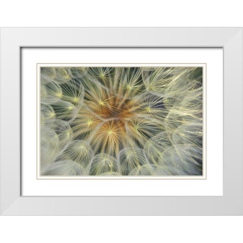 USA, Pennsylvania Dandelion seedhead close-up White Modern Wood Framed Art Print with Double Matting by Rotenberg, Nancy