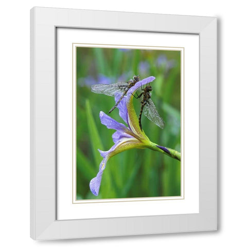 USA, Pennsylvania Two dragonflies on iris flower White Modern Wood Framed Art Print with Double Matting by Rotenberg, Nancy