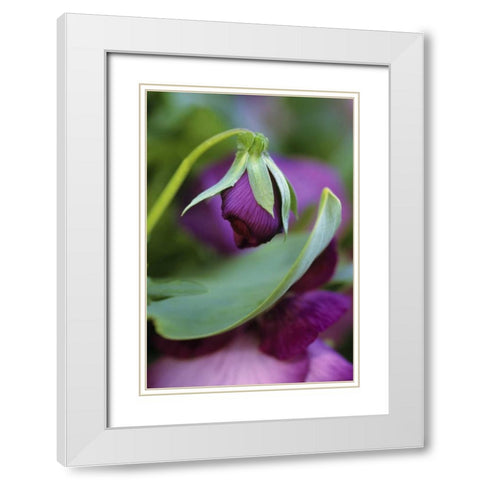 USA, Pennsylvania Flower bud opening in spring White Modern Wood Framed Art Print with Double Matting by Rotenberg, Nancy