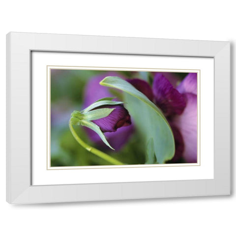 USA, Pennsylvania Flower bud opening in spring White Modern Wood Framed Art Print with Double Matting by Rotenberg, Nancy