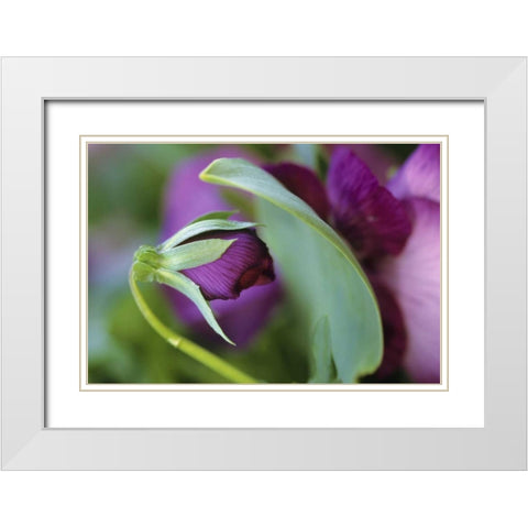 USA, Pennsylvania Flower bud opening in spring White Modern Wood Framed Art Print with Double Matting by Rotenberg, Nancy