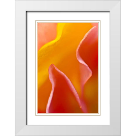 USA, Pennsylvania Close-up of petal abstract White Modern Wood Framed Art Print with Double Matting by Rotenberg, Nancy