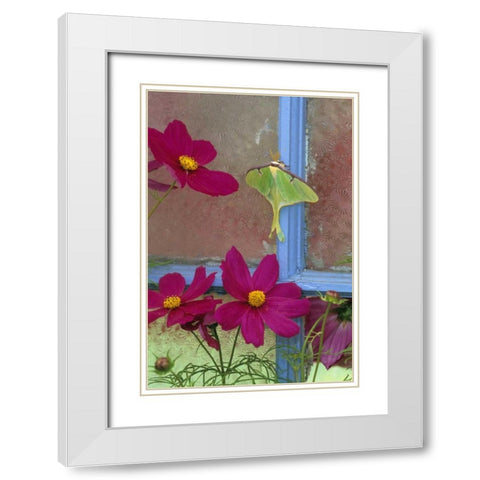 PA, Luna moth on old window with cosmos flowers White Modern Wood Framed Art Print with Double Matting by Rotenberg, Nancy